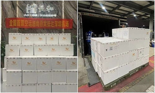 继越南榴莲在中国热卖后,首批越南燕窝又来了,今年春节国人有口福了
