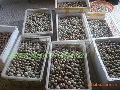 供应泸州珍珠鸡种苗德阳珍珠鸡种苗绵阳珍珠鸡种苗批发价格图片_高清图_细节图